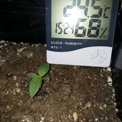 Azul growlog photo