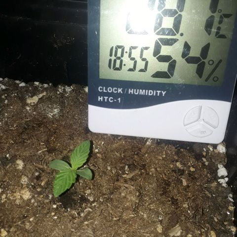 Azul growlog photo