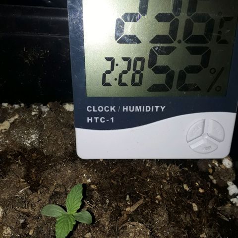 Azul growlog photo