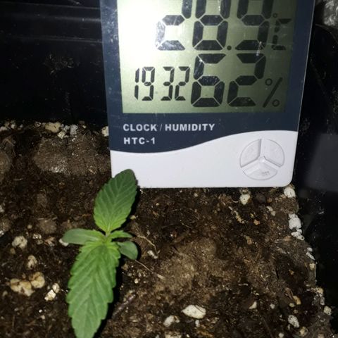 Azul growlog timeline photo