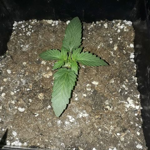 Azul growlog timeline photo