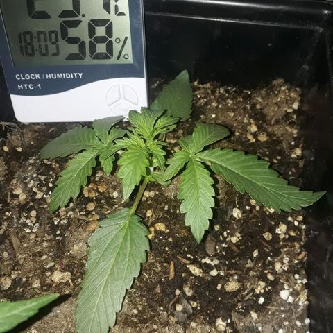 Azul growlog timeline photo