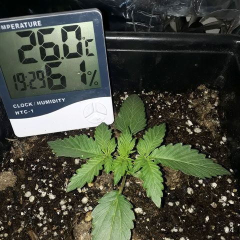 Azul growlog timeline photo