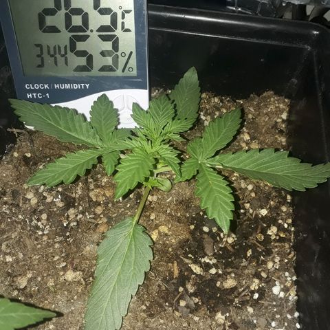 Azul growlog timeline photo