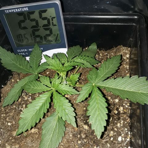 Azul growlog timeline photo