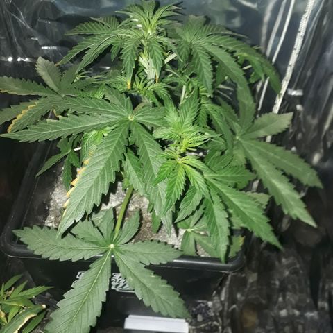 Azul growlog timeline photo