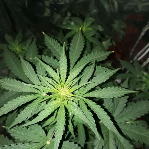 Azul growlog photo: 41 cm. Luces a 23 cm