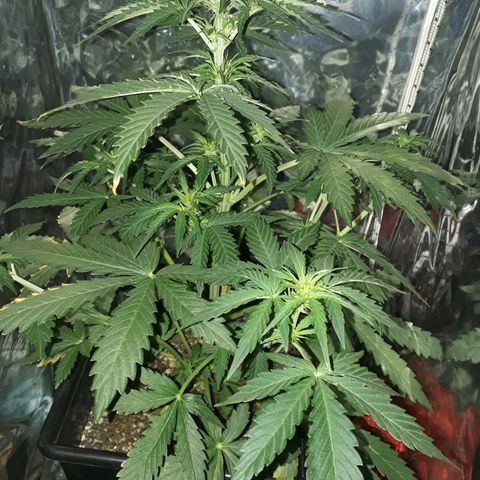 Azul growlog photo: 41 cm. Luces a 23 cm