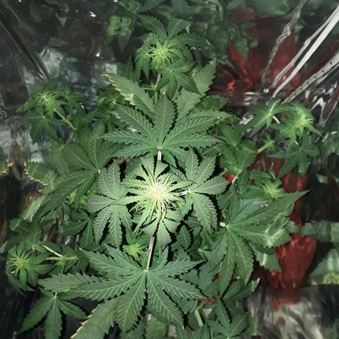 Azul growlog timeline photo