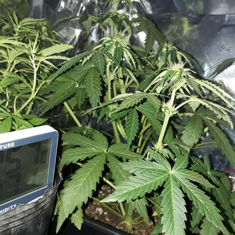 Azul growlog timeline photo