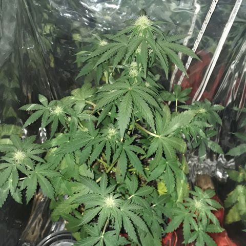 Azul growlog timeline photo