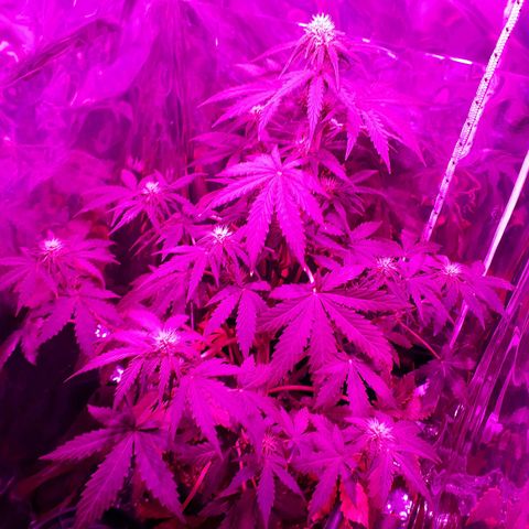 Azul growlog timeline photo