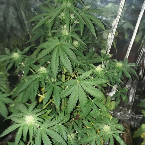 Azul growlog timeline photo