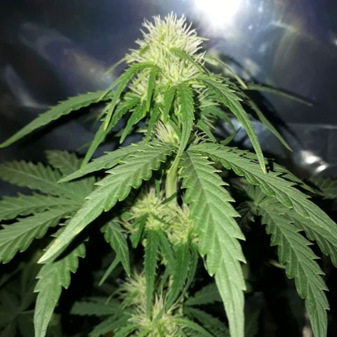 Azul growlog timeline photo