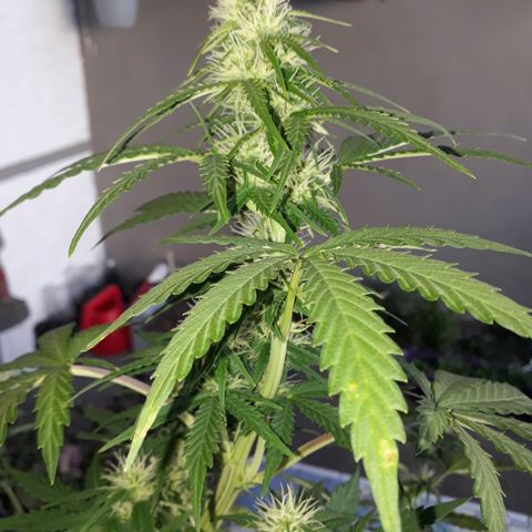 Azul growlog timeline photo
