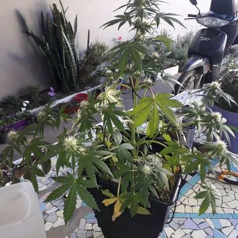 Azul growlog timeline photo