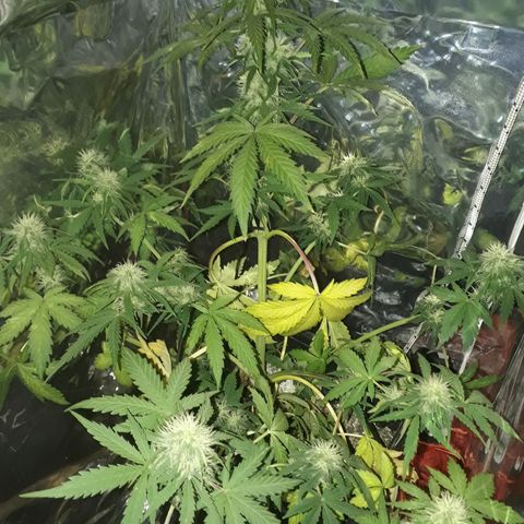 Azul growlog timeline photo