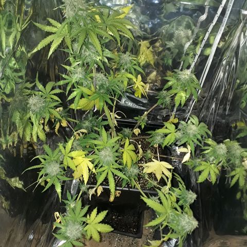 Azul growlog timeline photo