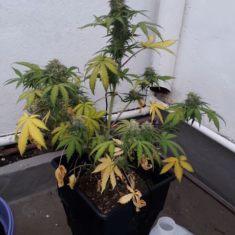 Azul growlog timeline photo