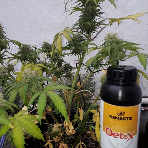 Azul growlog timeline photo