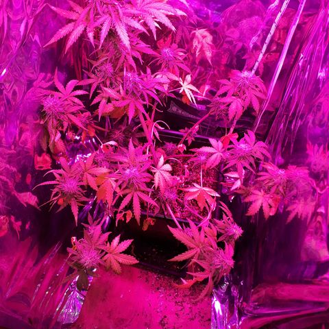 Azul growlog timeline photo