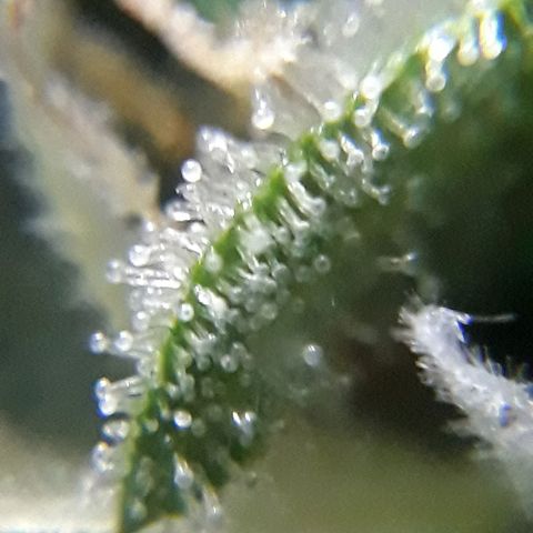 Azul growlog timeline photo