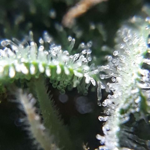 Azul growlog timeline photo