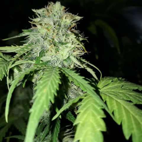 Azul growlog timeline photo