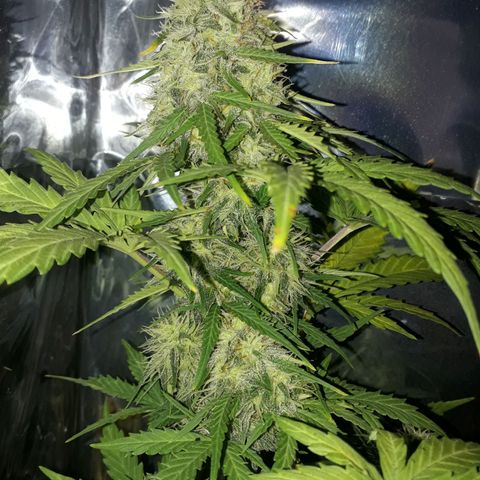 Azul growlog timeline photo