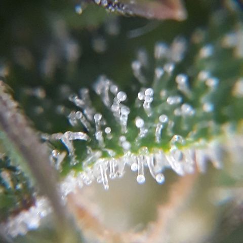 Azul growlog timeline photo
