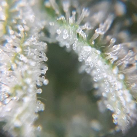 Azul growlog timeline photo