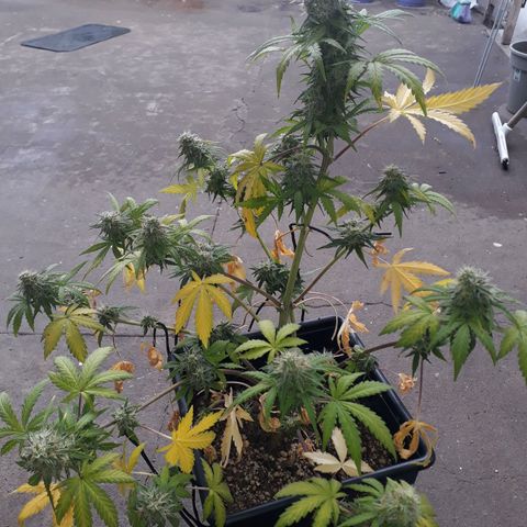 Azul growlog timeline photo