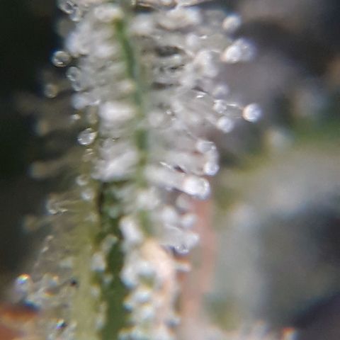 Azul growlog timeline photo