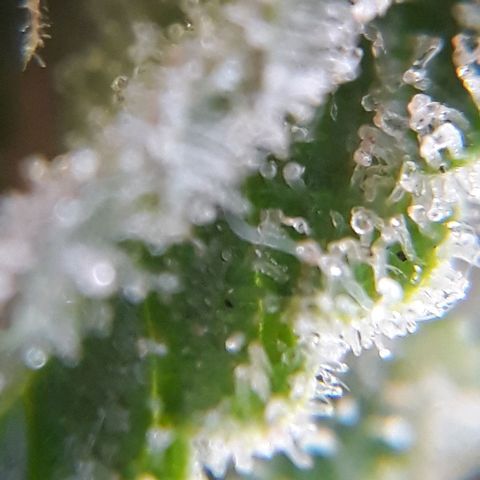 Azul growlog timeline photo