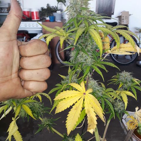 Azul growlog timeline photo