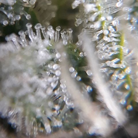 Azul growlog timeline photo