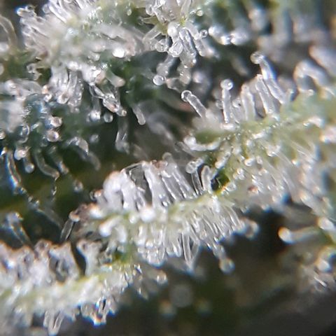 Azul growlog timeline photo