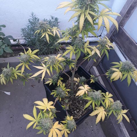 Azul growlog timeline photo