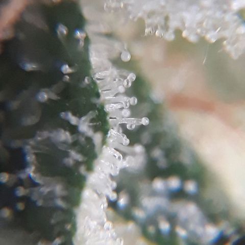 Azul growlog timeline photo