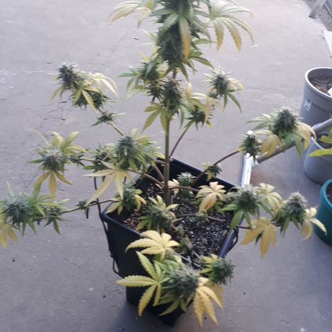Azul growlog timeline photo