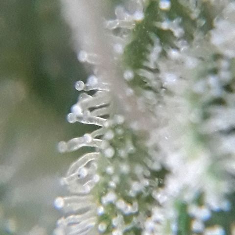 Azul growlog timeline photo