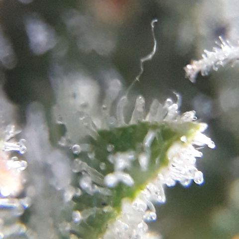 Azul growlog timeline photo