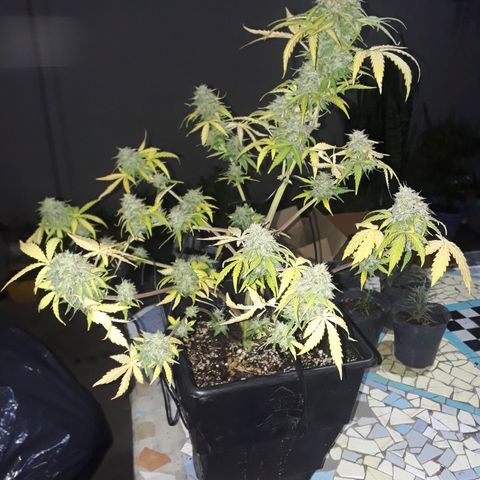 Azul growlog timeline photo