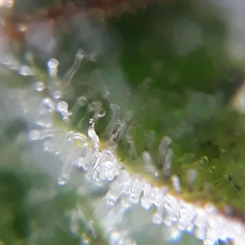 Azul growlog timeline photo