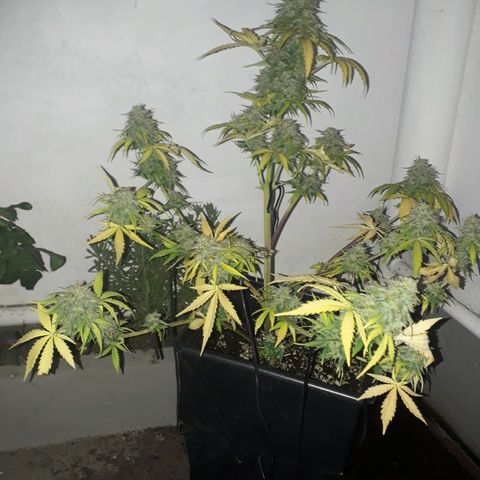 Azul growlog timeline photo