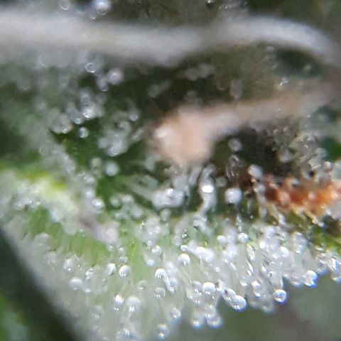 Azul growlog timeline photo