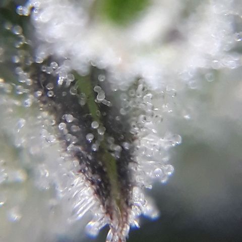 Azul growlog timeline photo