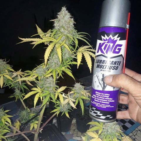 Azul growlog timeline photo