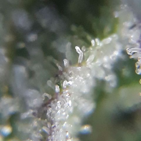 Azul growlog timeline photo