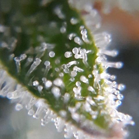 Azul growlog timeline photo